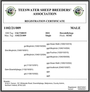Teeswater "Downkillybegs 1102-21-009" (UK1720019-02971) - Tank #4 - Semen imported into USA