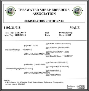 Teeswater "Downkillybegs 1102-21-018" (UK1720019-02980) - Tank #4 - Semen imported into USA