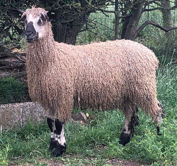 sheep♪ Sheep Mama Floppy 18'' (3790)