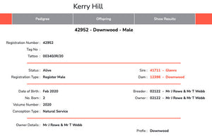 Kerry Hill "Downwood Moses 42952" (UK0311176-00340) - Tank #3 - Semen Imported into USA - SOLD OUT
