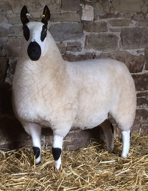 Kerry Hill "Downwood Moses 42952" (UK0311176-00340) - Tank #3 - Semen Imported into USA - SOLD OUT