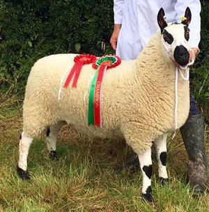 Kerry Hill "Downwood Moses 42952" (UK0311176-00340) - Tank #3 - Semen Imported into USA - SOLD OUT