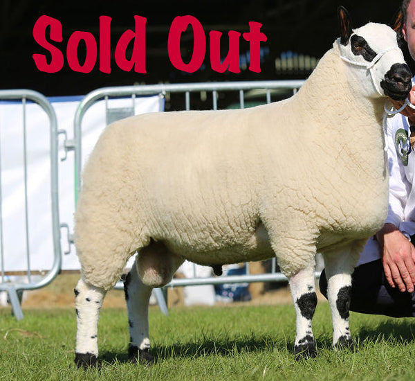 Kerry Hill "Downwood Moses 42952" (UK0311176-00340) - Tank #3 - Semen Imported into USA - SOLD OUT