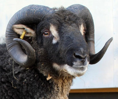 Shetland "Powdermill Dustin 075447" (UK0190178-00173) - Tank #5 - Semen imported into USA