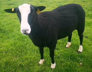 Zwartbles "East Middle Jamhoori" BN24563 (UK0561771-00549) - Tank #3 - Semen Imported into USA