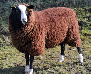 Zwartbles "East Middle Jamhoori" BN24563 (UK0561771-00549) - Tank #3 - Semen Imported into USA