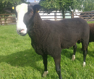 Zwartbles "East Middle Jamhoori" BN24563 (UK0561771-00549) - Tank #3 - Semen Imported into USA