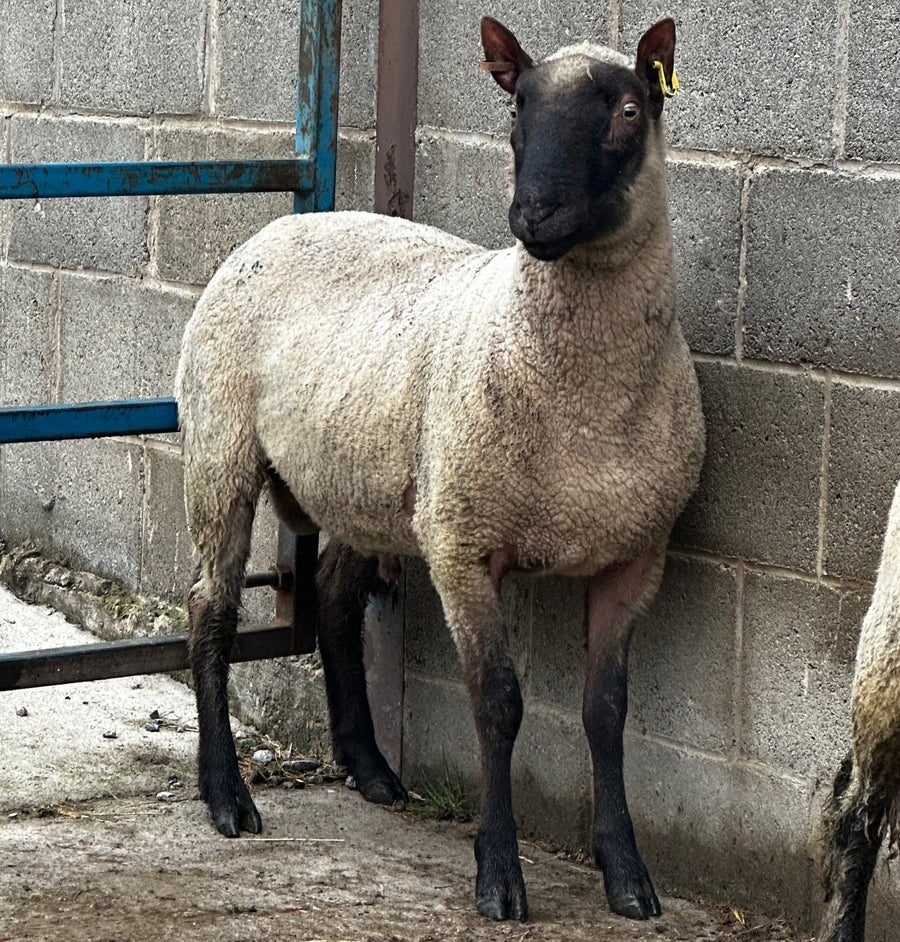 Clun Forest "Nipna Ferdinand" (UK0421130-00327) - in UK/AI Centre for Fall 2023 import