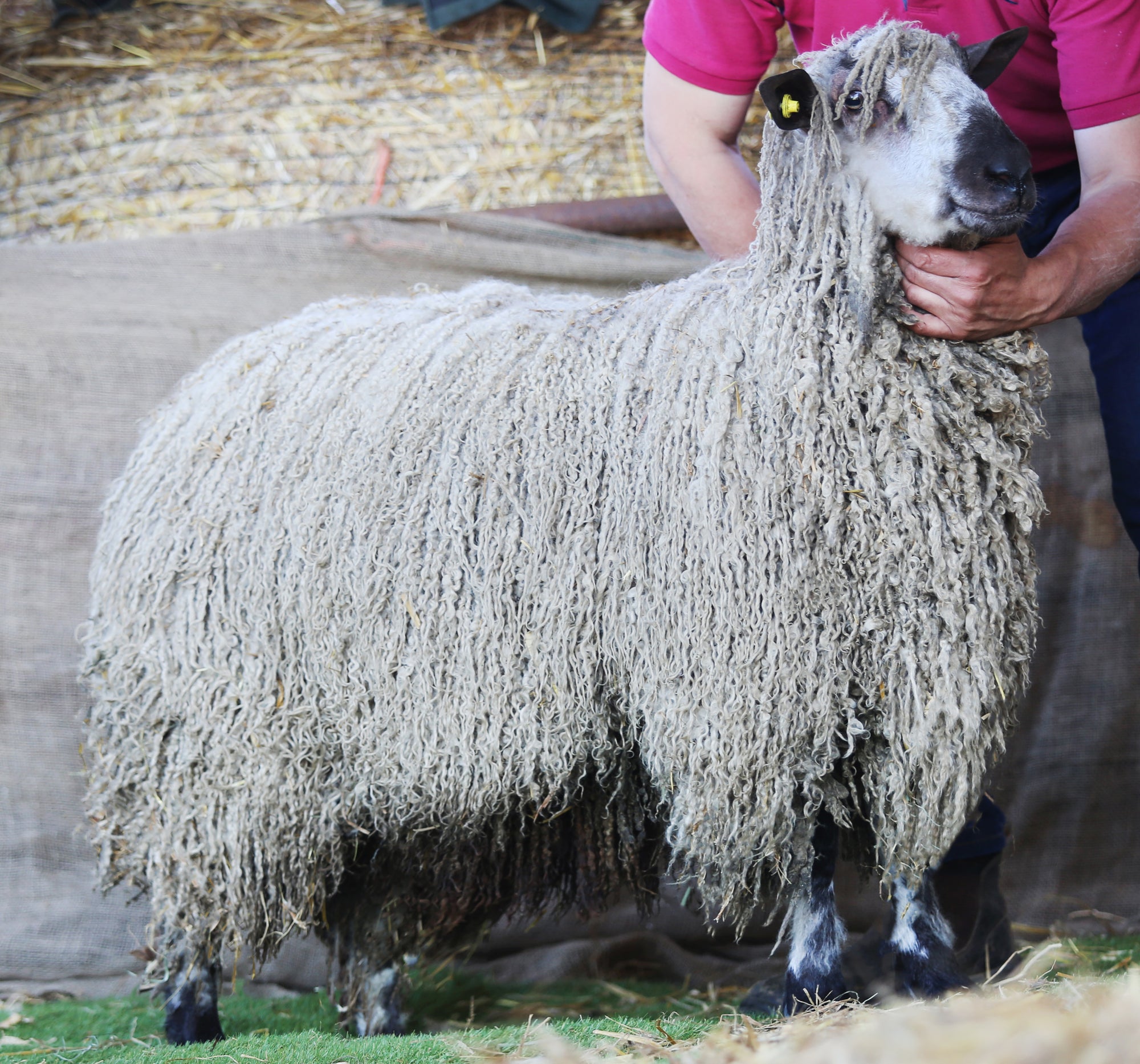 sheep Fisher_Teeswater_JL_side_d4788