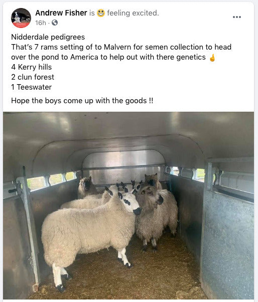 Why Sheep? ‎– Sampling Concerto Why Sheep? ‎– Sampling Concerto Why Sheep? ‎– Sampling Concerto