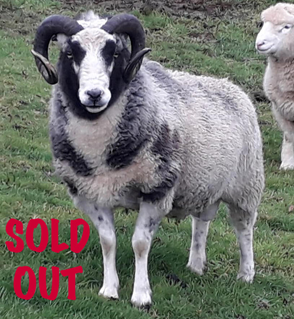 sheep FlitwickSAMUEL_062624_front_hi