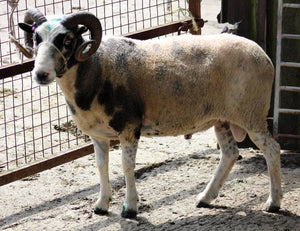 Shetland "Flitwick Samuel 062624" (UK0127960-01176) - Tank #2 - Semen Imported into USA - SOLD OUT