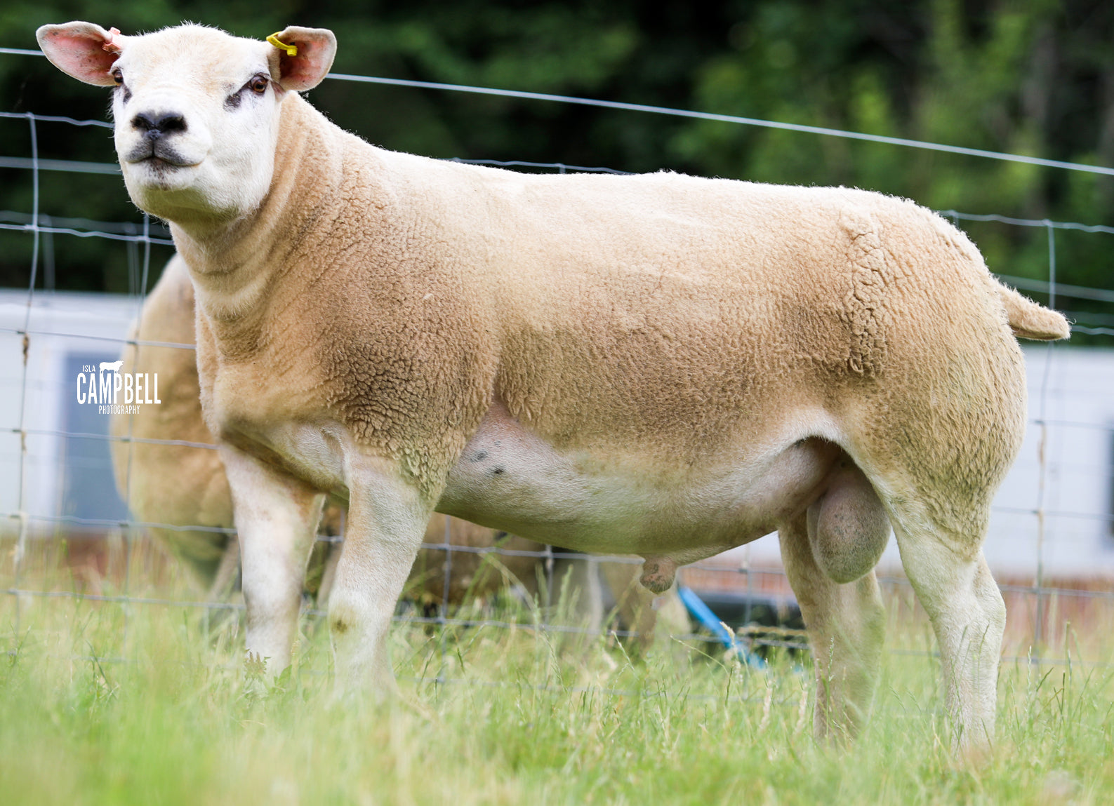 Texel "Granite" IGM2138339(E2) (UK0521509-38339) - Tank #5 - Semen imported into USA