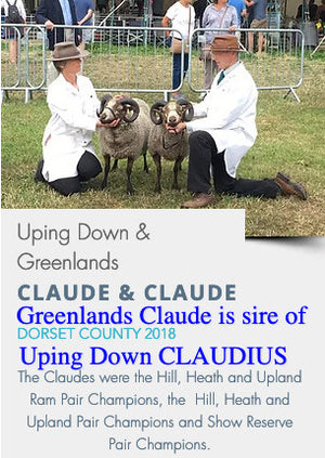 Shetland "Uping Down Claudius 072768" (UK0355204-00037) - Tank #2 - Semen Imported into USA