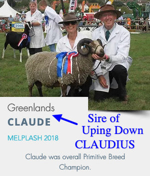 Shetland "Uping Down Claudius 072768" (UK0355204-00037) - Tank #2 - Semen Imported into USA