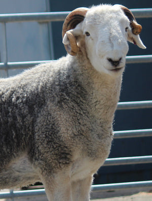 Herdwick "Rebanks 05125" (UK0110648-05125) - used for Embryo Transfer [ET] only