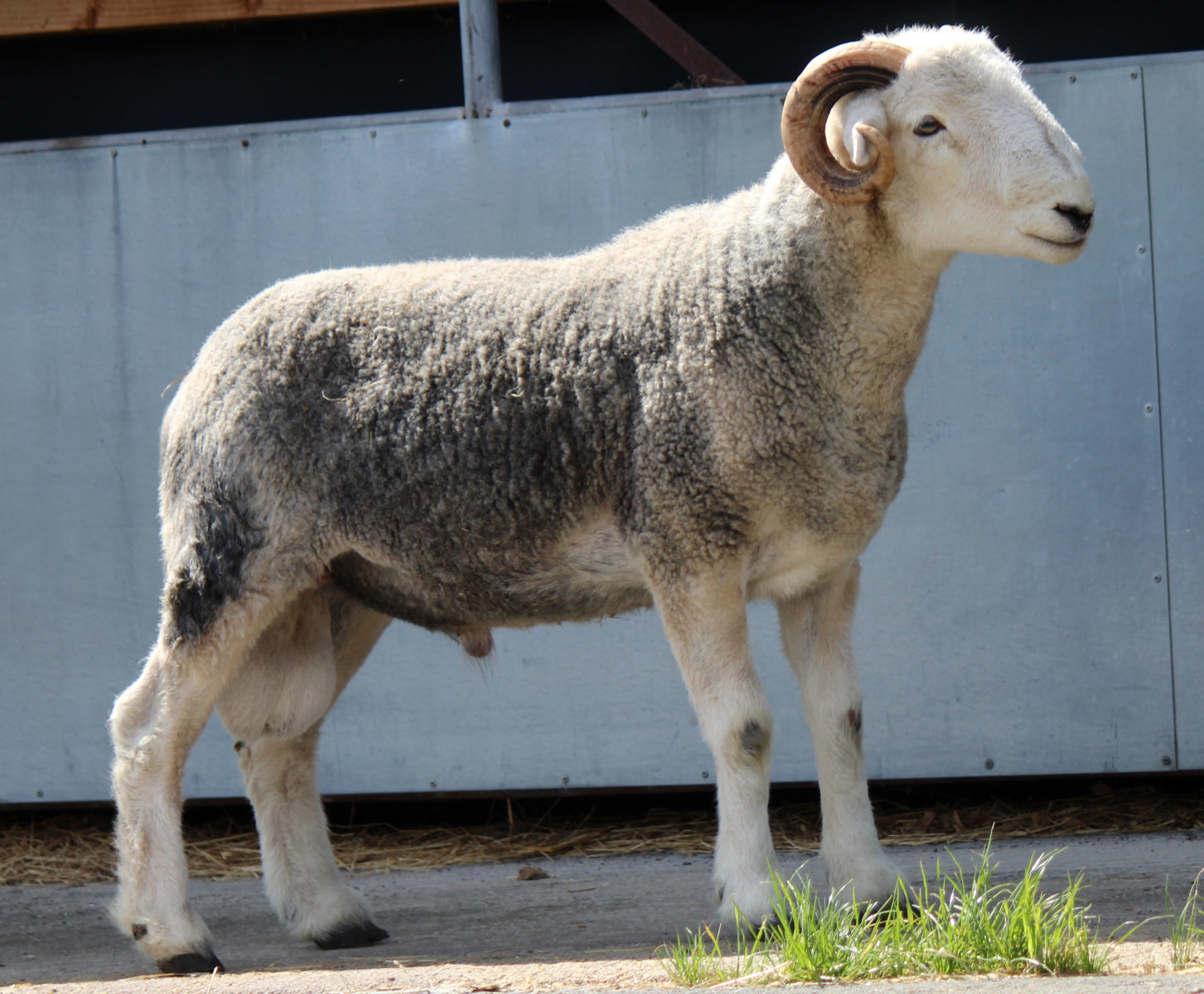Herdwick "Rebanks 05125" (UK0110648-05125) - used for Embryo Transfer [ET] only