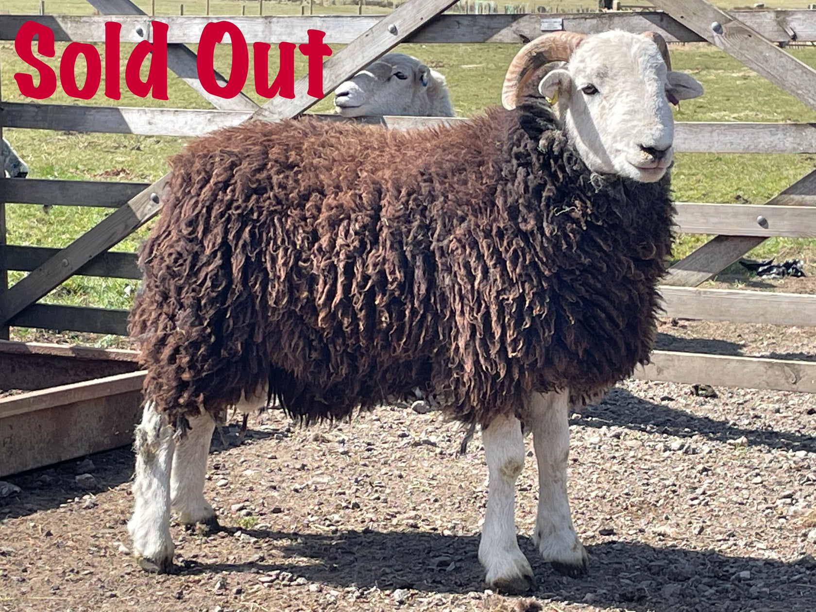 Herdwick "Rebanks 05192" (UK0110648-05192) - Tank #2 - Semen Imported into USA - SOLD OUT