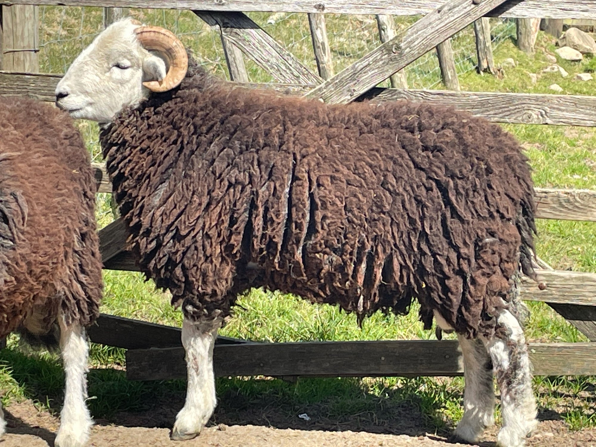 Herdwick "Rebanks 05481" (UK0110648-05481) - Tank #2 - Semen Imported into USA