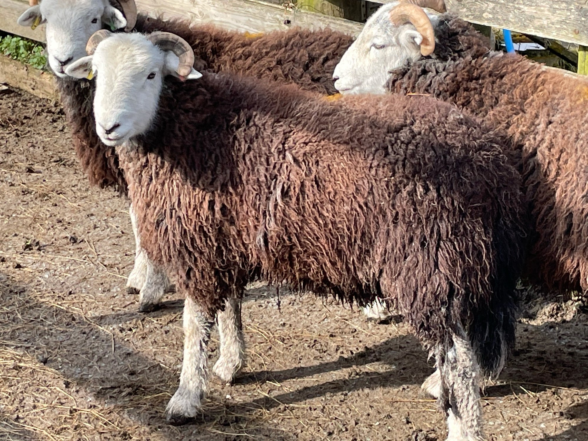 sheep Herdwick_5498_Rebanks_2000x.