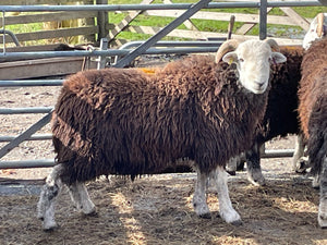 Herdwick "Rebanks 05192" (UK0110648-05192) - Tank #2 - Semen Imported into USA - SOLD OUT