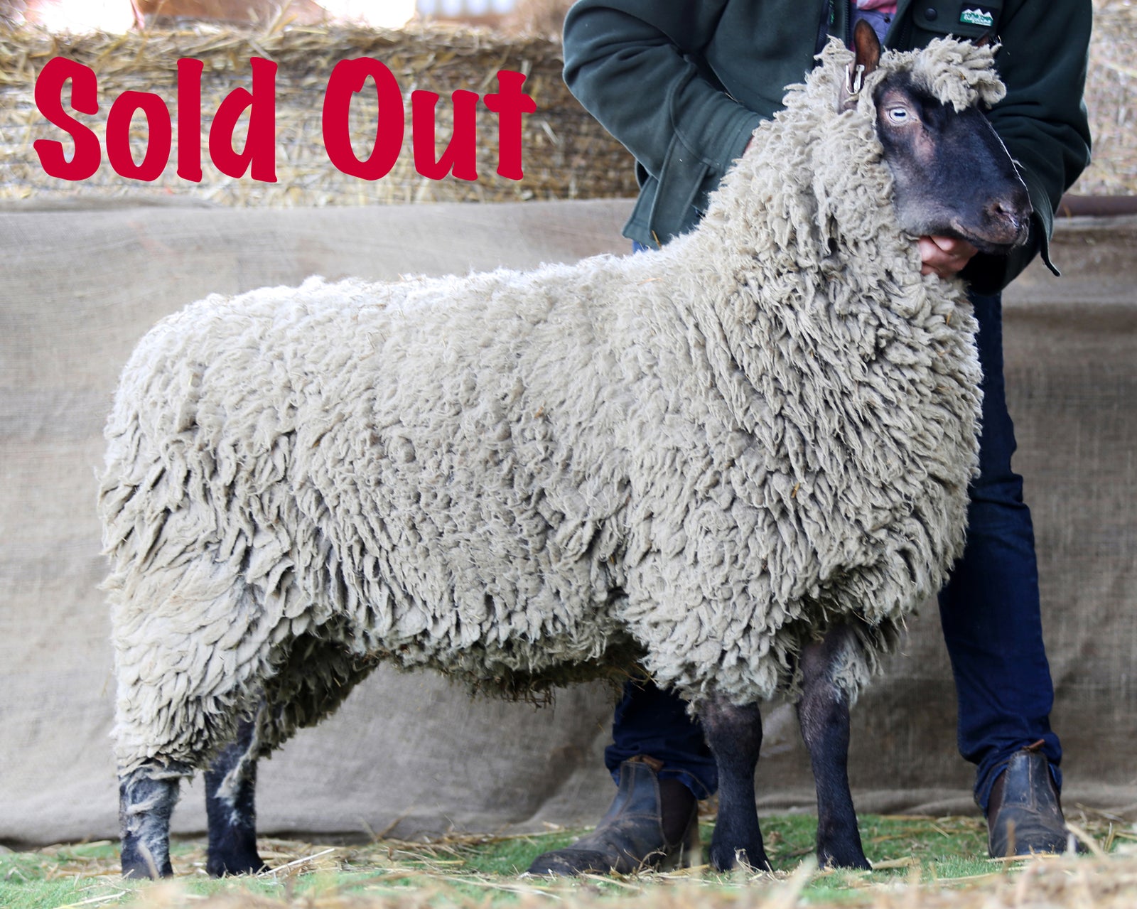 Clun Forest "Honddu Diamond 07113" (UK0720401-07113) - Tank #1 - Semen Imported into USA - Sold Out