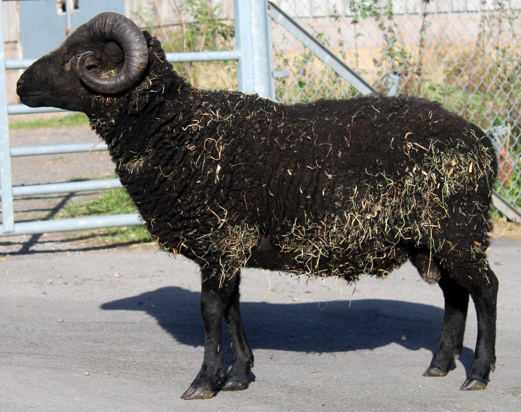 Shetland 