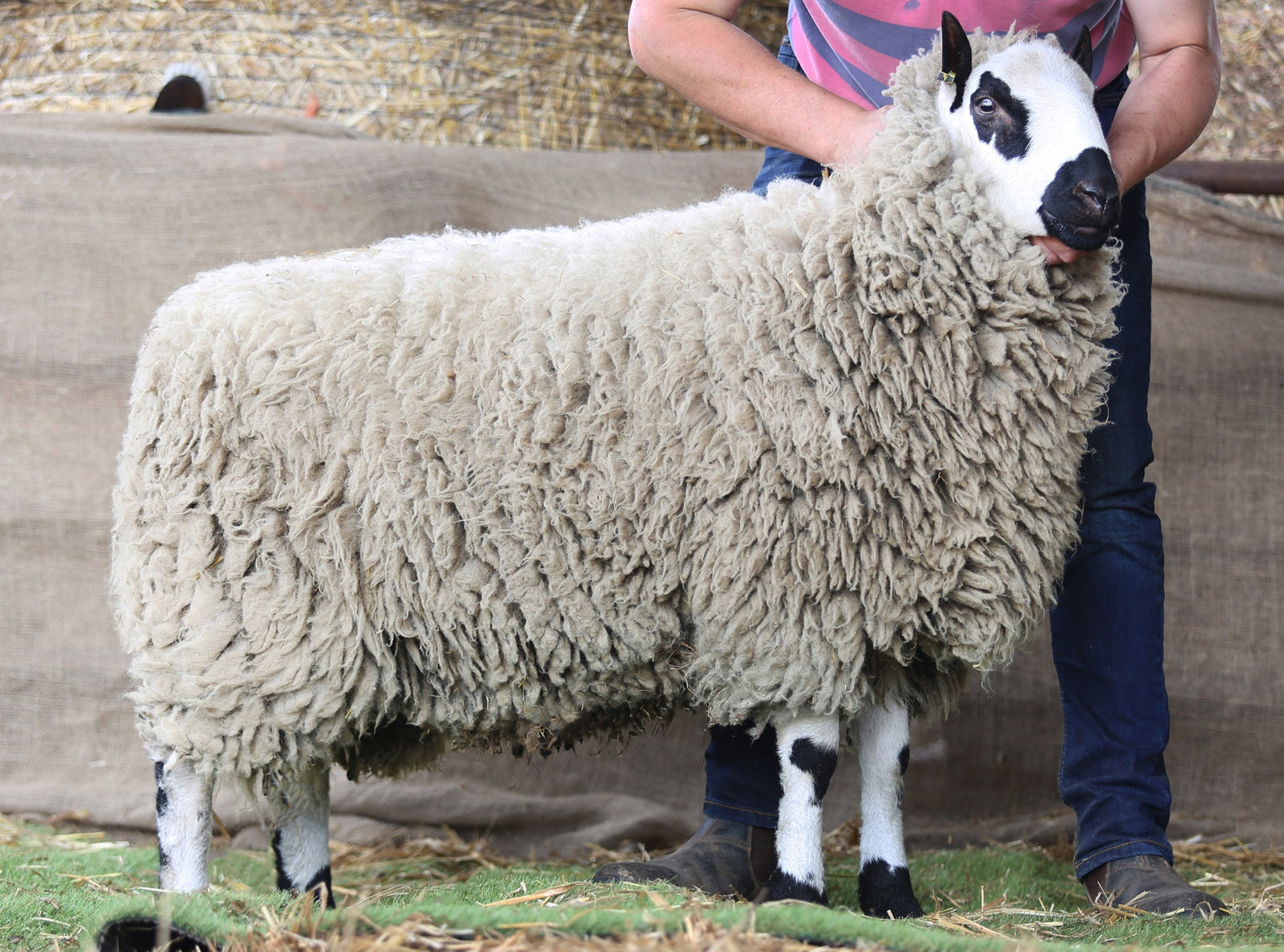 Kerry Hill "Marlbrook 42589" (UK0315021-02495) - Tank #3 - Semen Imported into USA