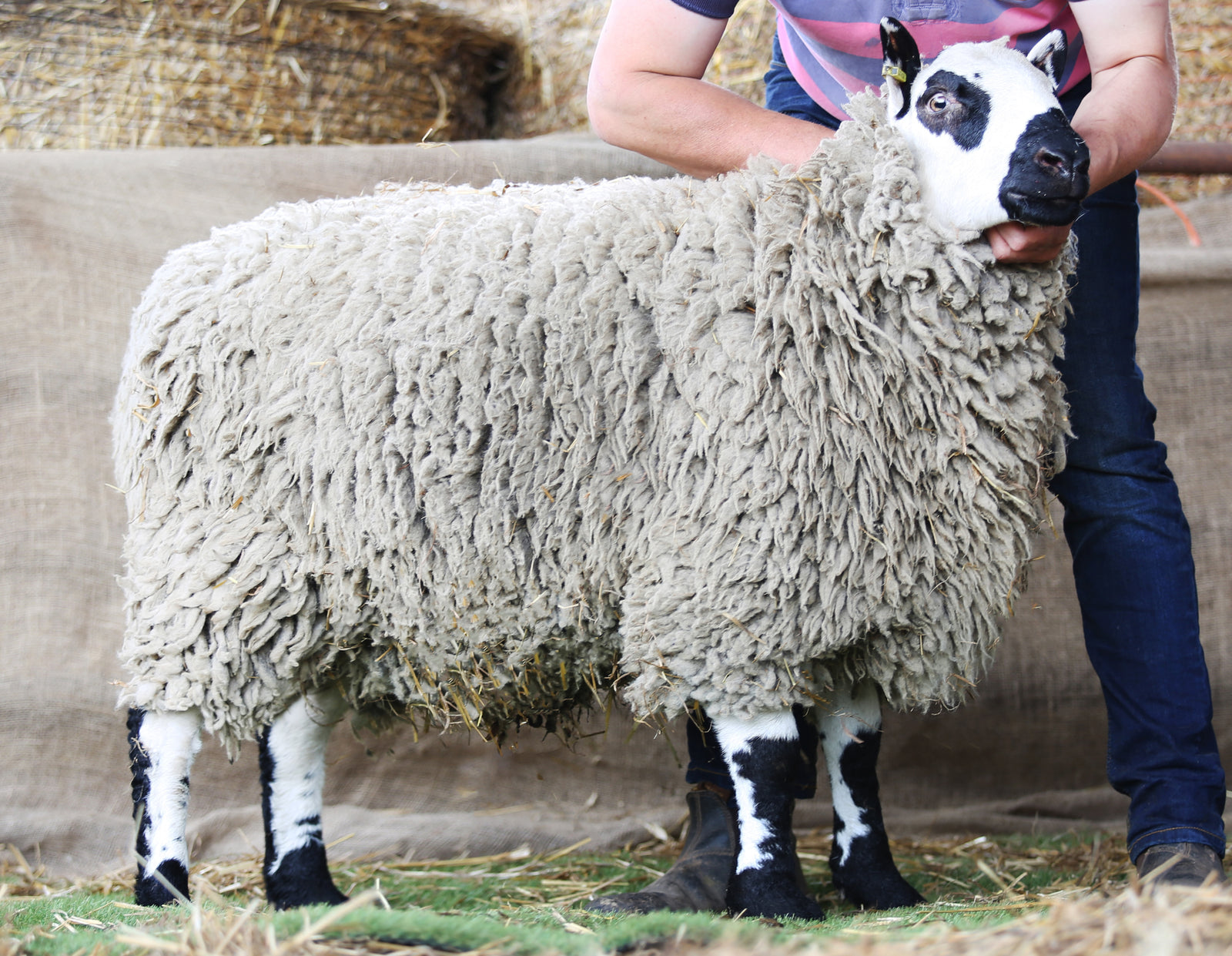 Kerry Hill "Nidderdale Jim 43022" (UK124085-04262) - Tank #3 - Semen Imported into USA