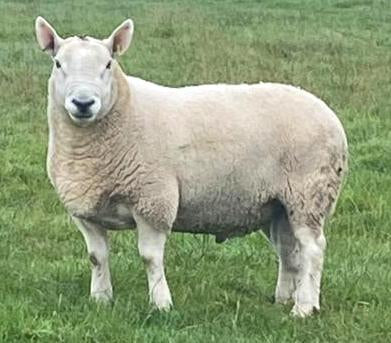 North Country Cheviot [Park Type] "Pen Groes Xcalibur" 0594X00775 (UK0709614-00775) [13176] - Tank #4 - Semen imported into USA