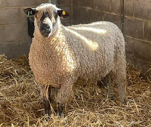 Wensleydale (white) "Providence Rex 7701" (UK0124549-01353) - in UK/AI Centre for early 2024 import