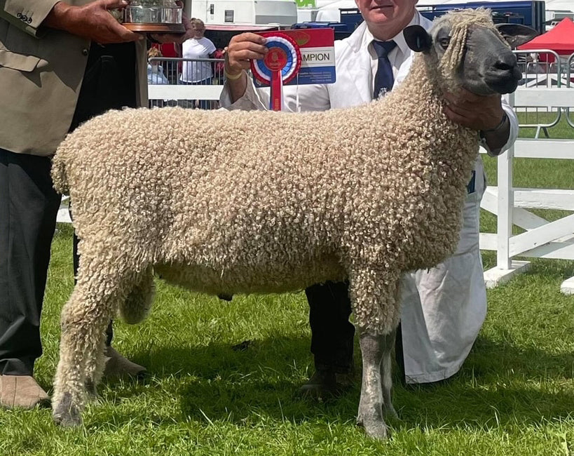 Wensleydale (white) "Providence Rex 7701" (UK0124549-01353) - Tank #7 - Semen Imported into USA