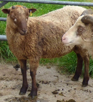 Shetland "Smali Kirkstone 077836" (UK0114661-00289) - Tank #5 - Semen imported into USA