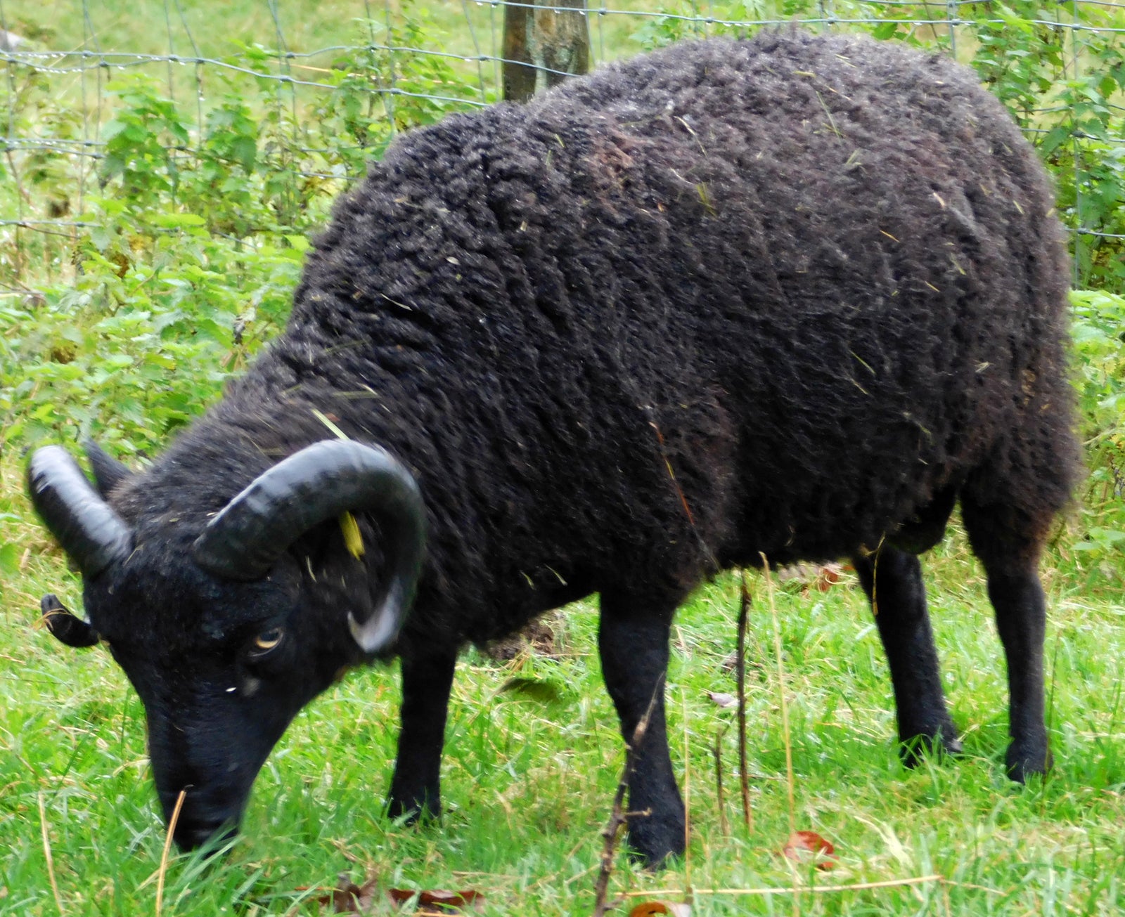 Shetland "Smali Knight 077835" (UK0114661-00309) - Tank #5 - Semen imported into USA