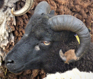 Shetland "Smali Knight 077835" (UK0114661-00309) - Tank #5 - Semen imported into USA