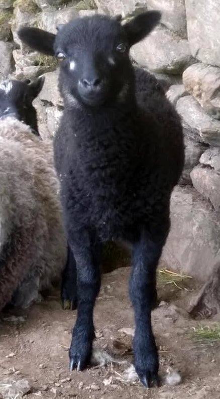 Shetland 