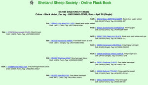 Shetland "Smali Knight 077835" (UK0114661-00309) - Tank #5 - Semen imported into USA