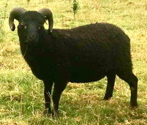 Shetland "Smali Knight 077835" (UK0114661-00309) - Tank #5 - Semen imported into USA