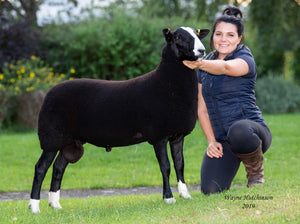 Zwartbles "Wallacetown Ego” (00430-221E) (UK0581510-00221) - Tank #2 - Semen Imported into USA