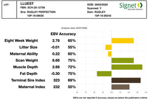 Suffolk "Lluest Hill Billy" XCH:20:12758 (UK0708100-12758)- Tank #3 - Semen Imported into USA