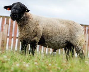 Suffolk "Lluest Hill Billy" XCH:20:12758 (UK0708100-12758)- Tank #3 - Semen Imported into USA