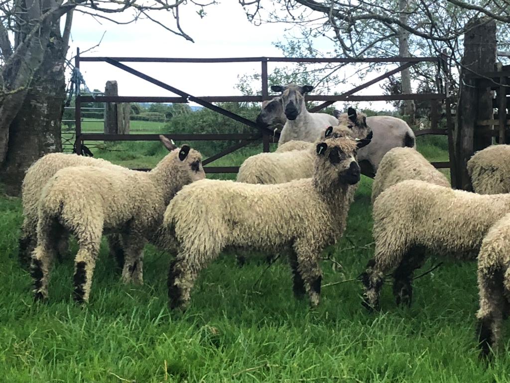 sheep Fisher_Teeswater_ram_cropped2_