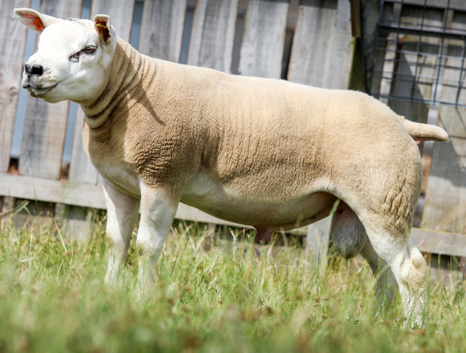 Texel "Garngour Excellence" CJN2107580 (UK0560725-07580) _ Tank #3 - Semen Imported into USA