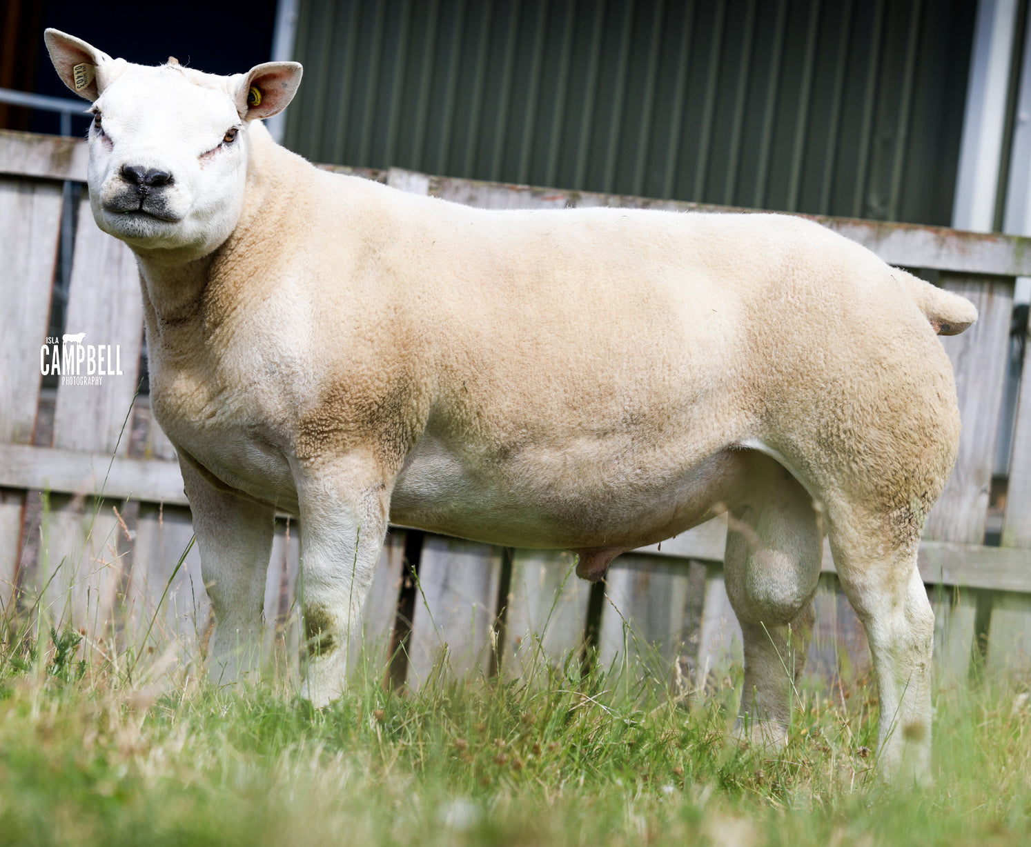 Texel "Roxburgh Dirrington" EJR2004403 (UK0562106-04403) _ Tank #3 - Semen Imported into USA