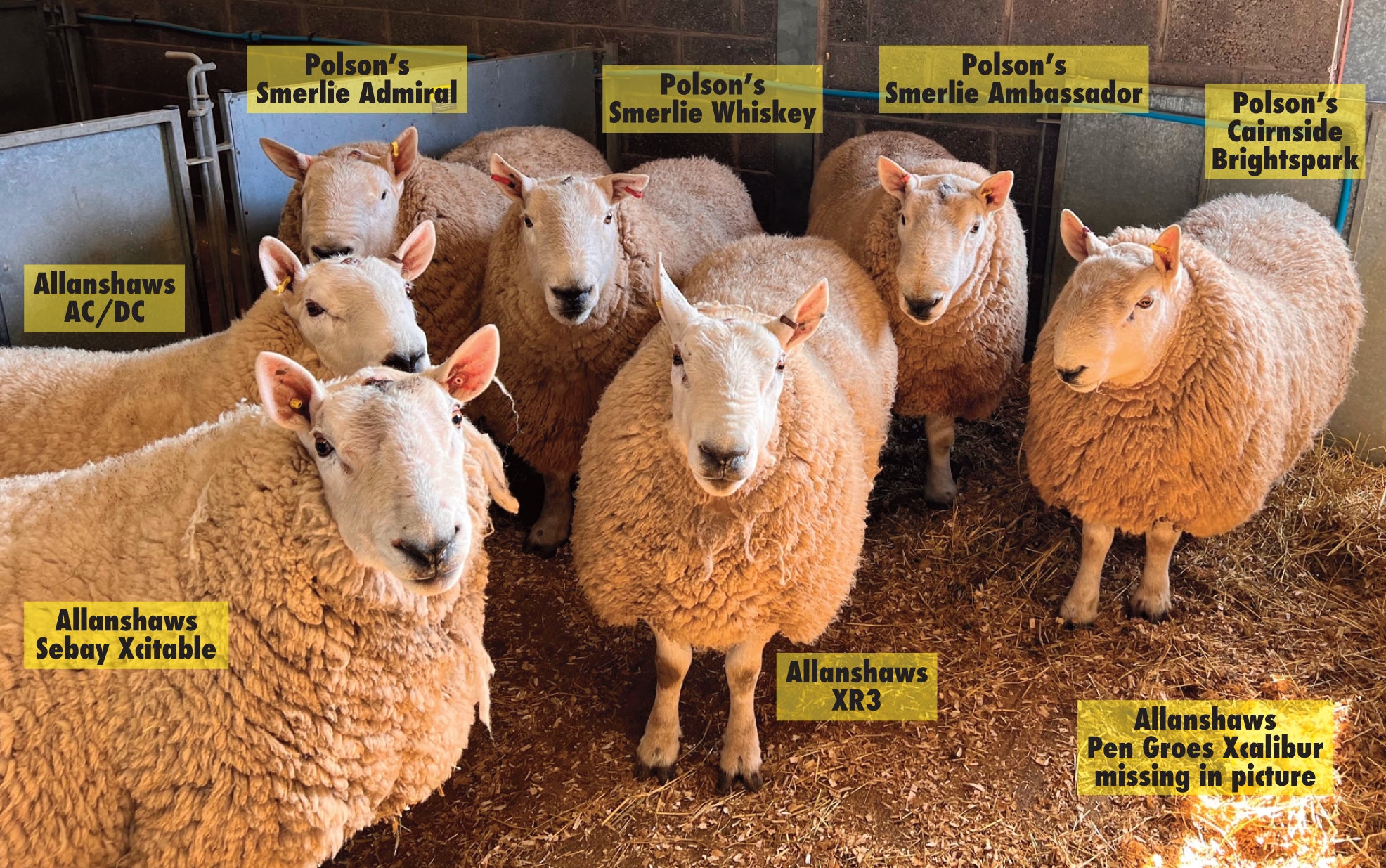 sheep 48616051250-f.jpg?ts=1751535489785