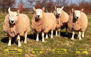 North Country Cheviot [Park Type] "Allanshaws AC/DC" 0411A16113 (UK0562084-16113) [13175] - Tank #5 - Semen imported into USA