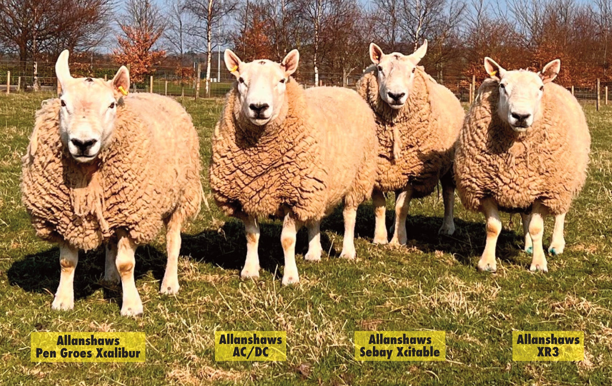 North Country Cheviot [Park Type] 