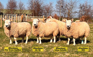 North Country Cheviot [Park Type] "Allanshaws AC/DC" 0411A16113 (UK0562084-16113) [13175] - Tank #5 - Semen imported into USA