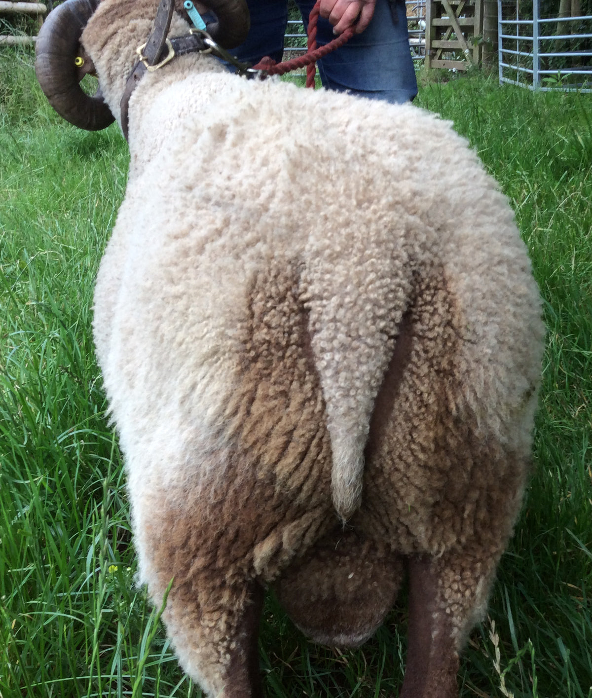 sheep Honddu_07113_JL_side_PhotoE93A
