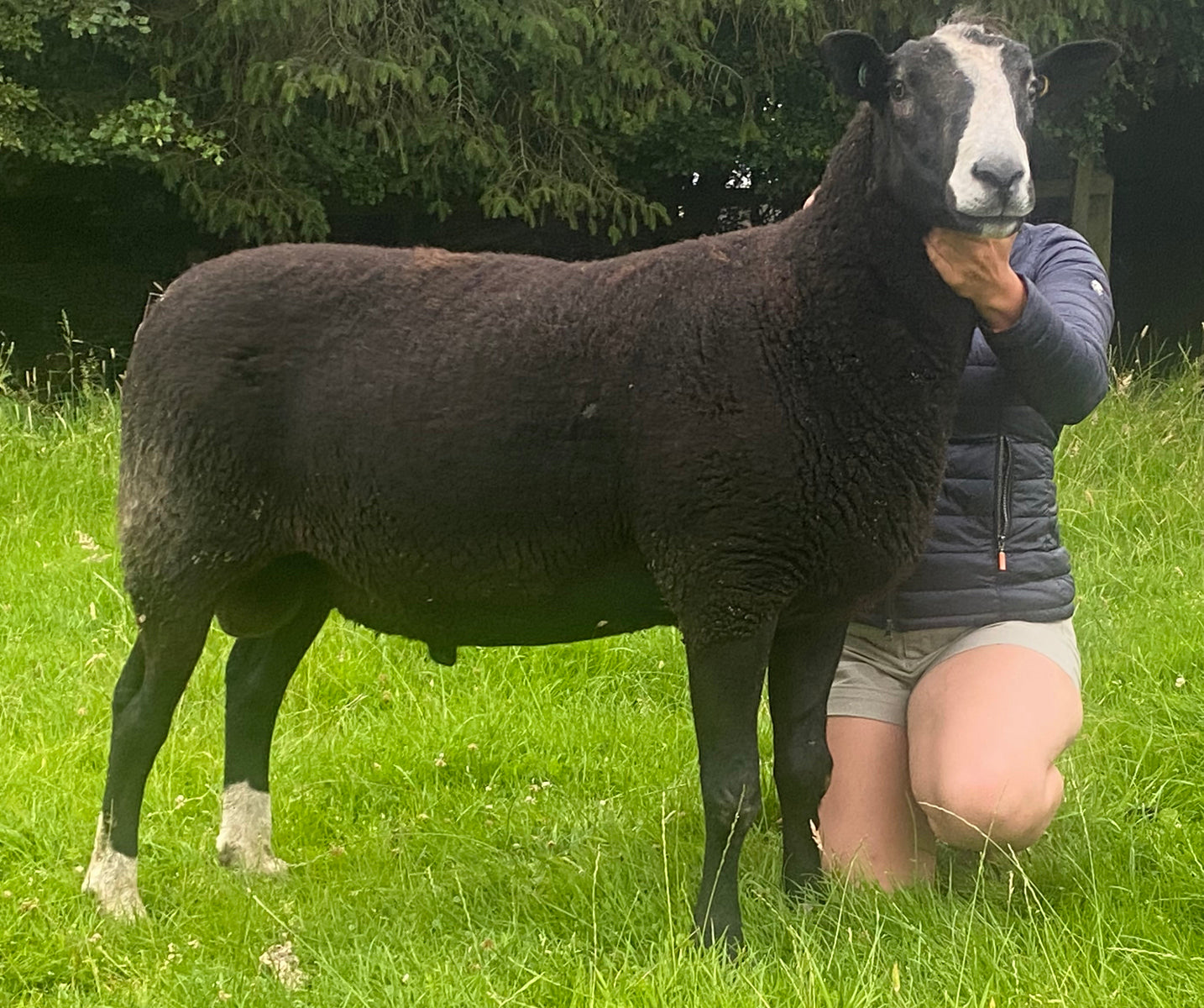 Zwartbles "Wallacetown Ego” (00430-221E) (UK0581510-00221) - Tank #2 - Semen Imported into USA